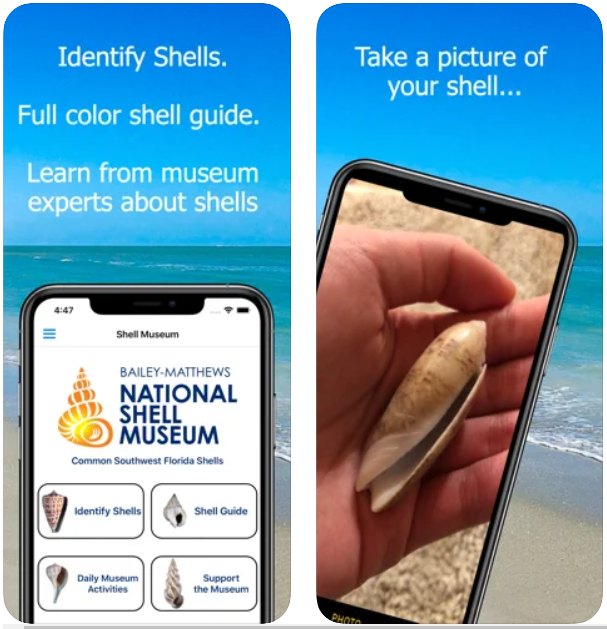 Shell Museum Identify Shells iPhone App Review