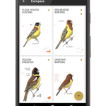 Collins Bird Guide Android App Review