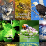 Nature My – North America Android App Review